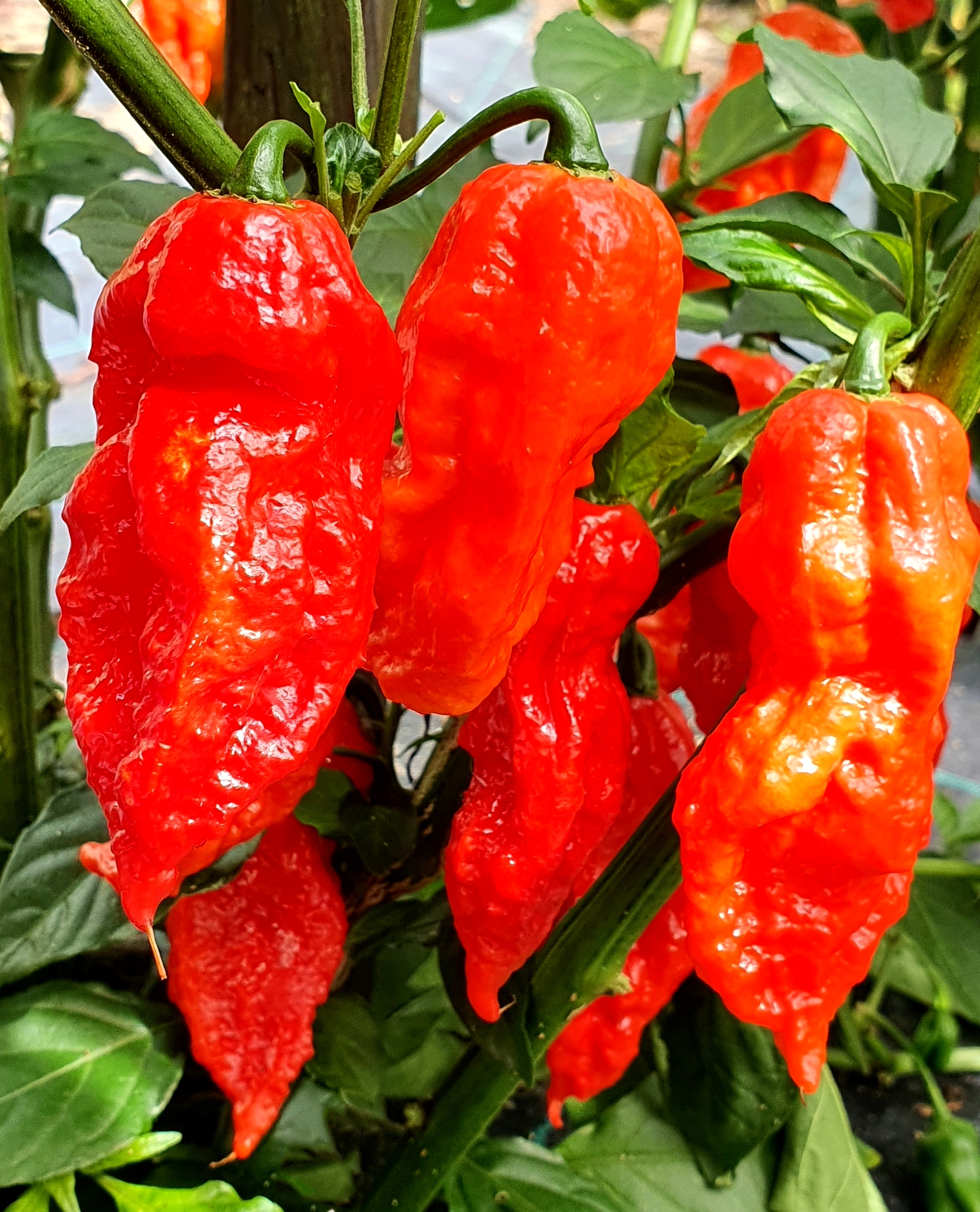chilli naga bhut jolokia ghost chilli red